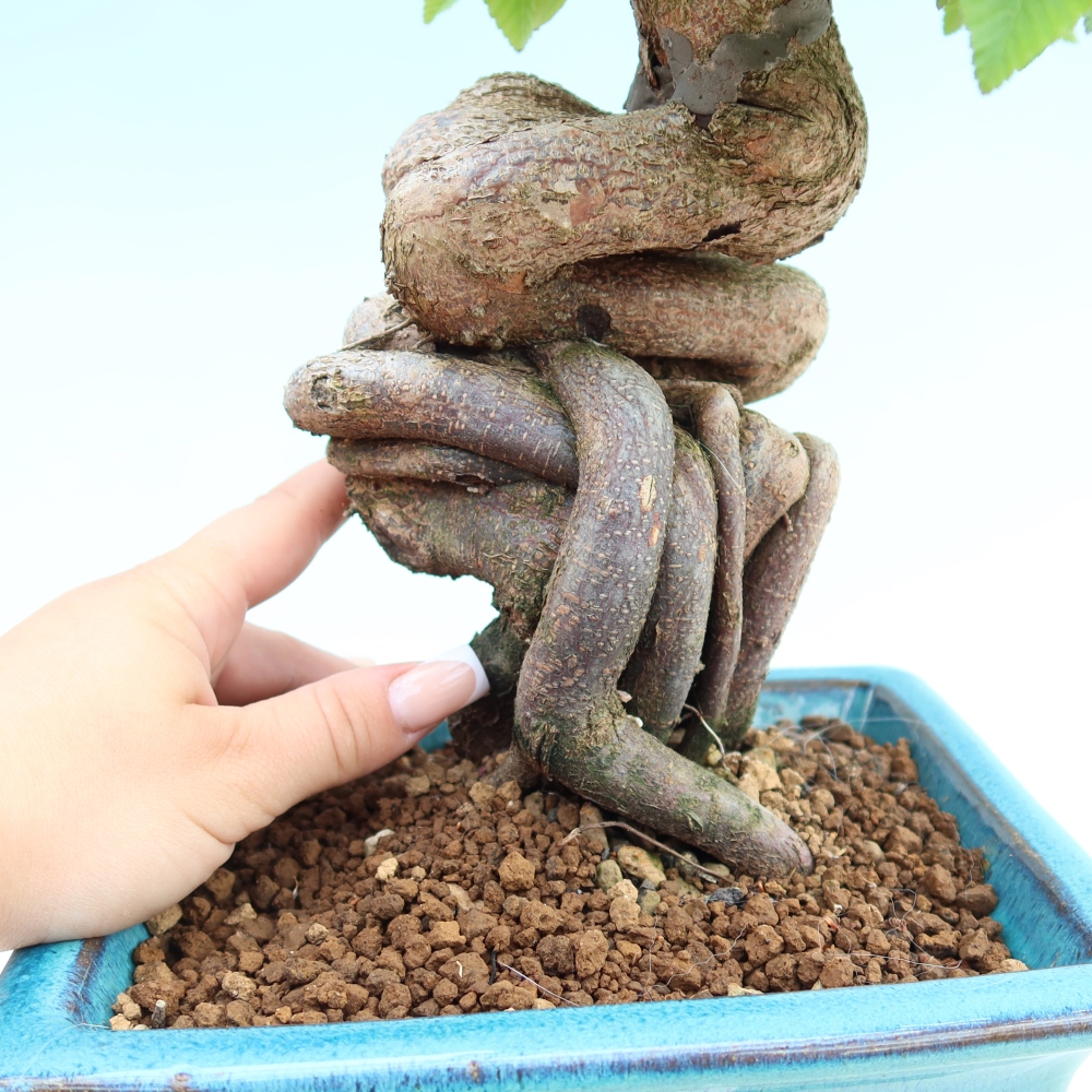 Bonsaï d'extérieur -Carpinus Coreana - Charme de Corée