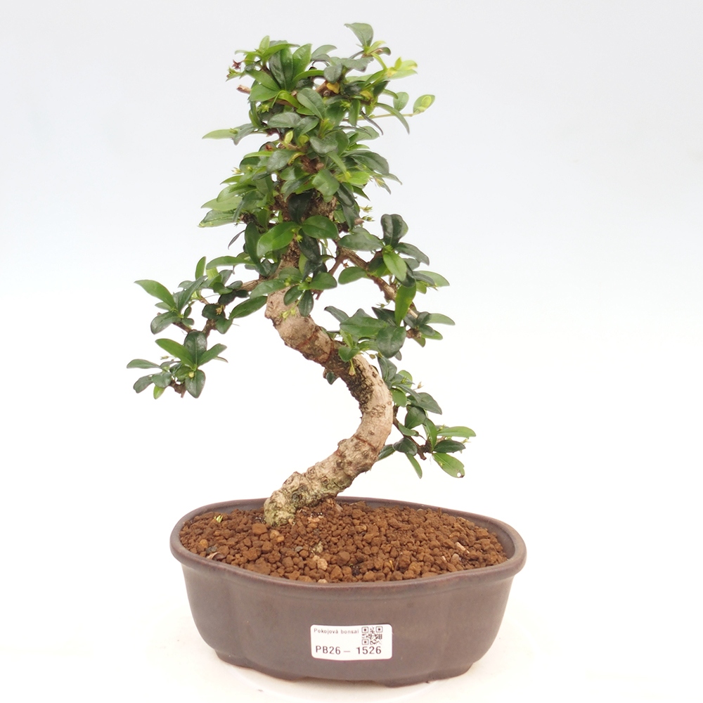 Bonsaï de chambre - Carmona macrophylla - Tea fuki