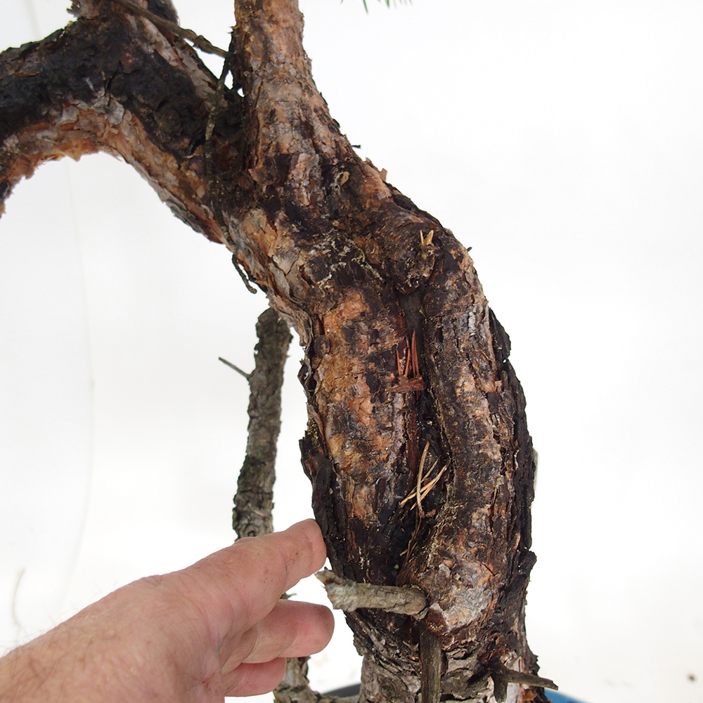 Yamadori - Pinus sylvestris Espagne