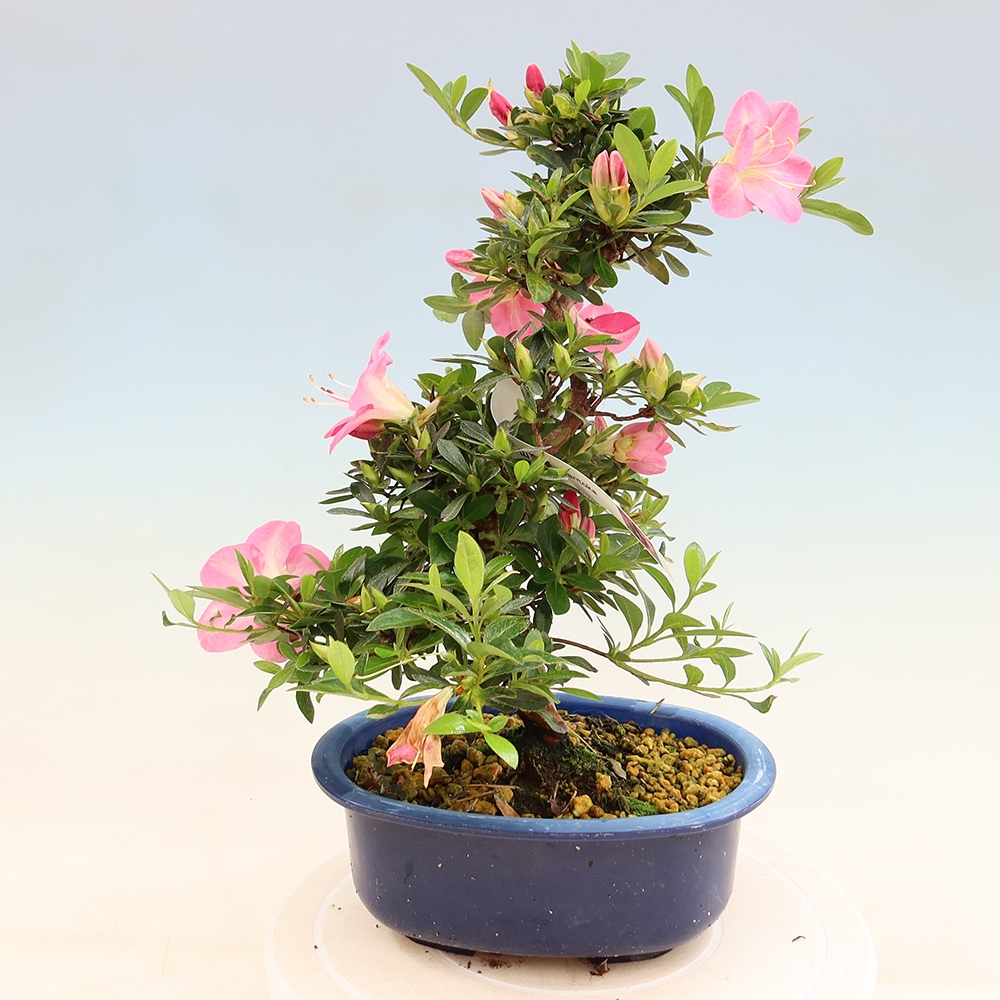 Bonsaï d'extérieur - Azalée japonaise - Azalea Santoka