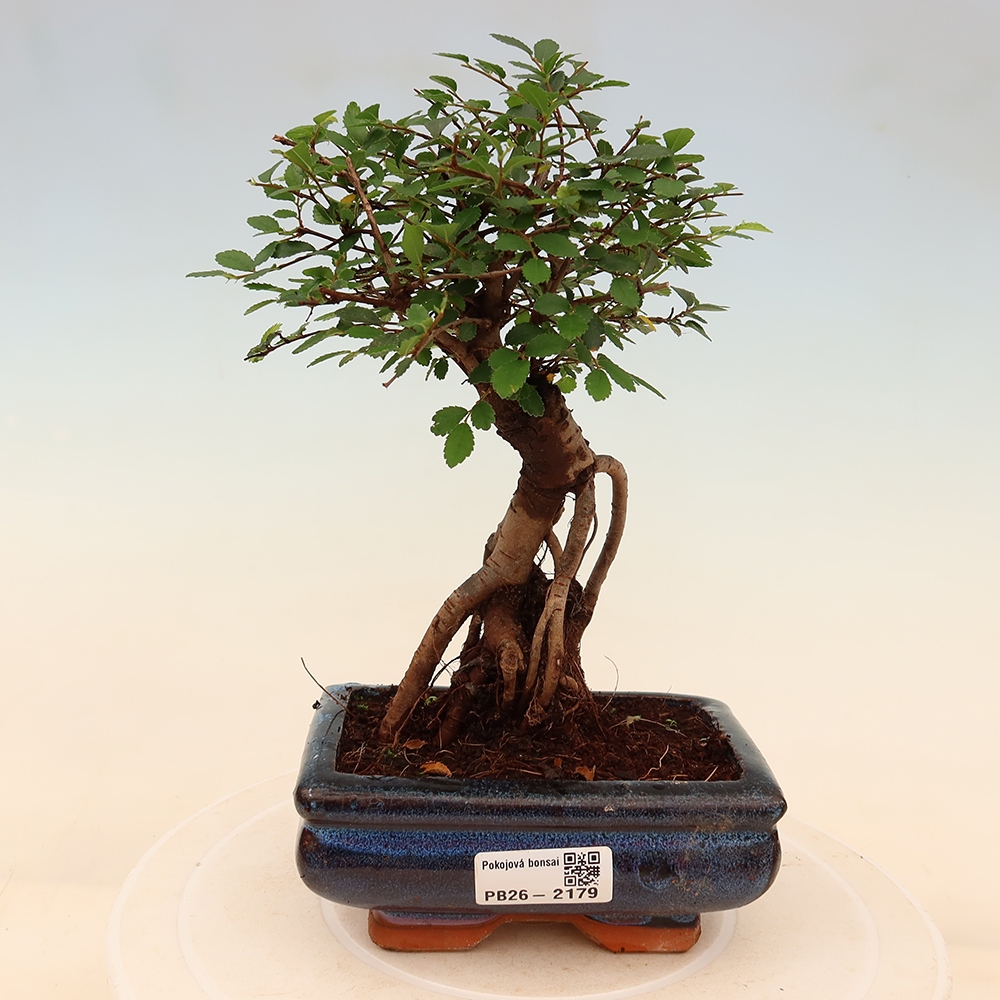 Bonsaï de chambre - Ulmus parvifolia - Orme à petites feuilles