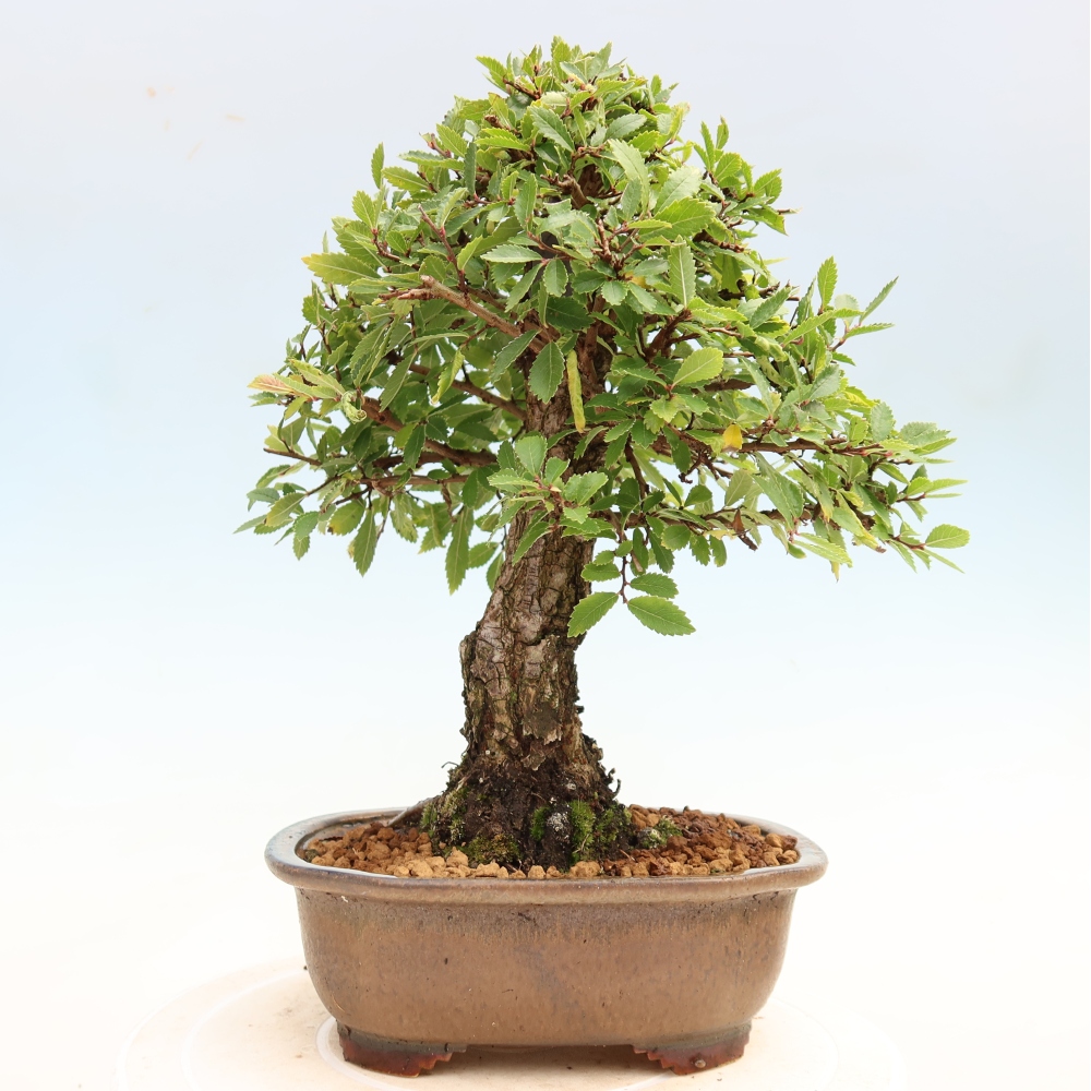 Bonsaï d'extérieur - Zelkova - Zelkova NIRE