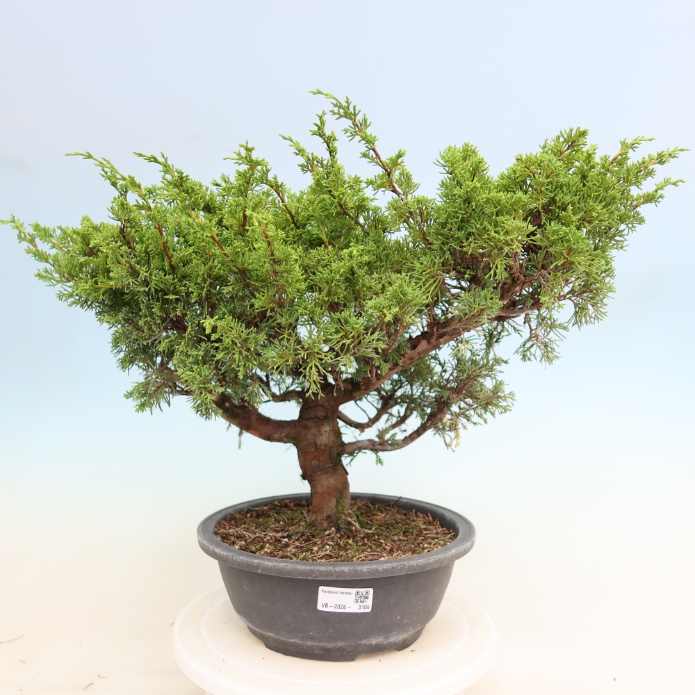 Bonsaï d'extérieur - Juniperus chinensis Itoigawa-Juniperus chinensis
