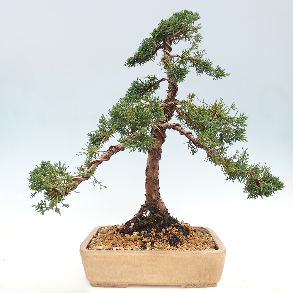 Bonsaï d'extérieur - Juniperus chinensis Kishu
