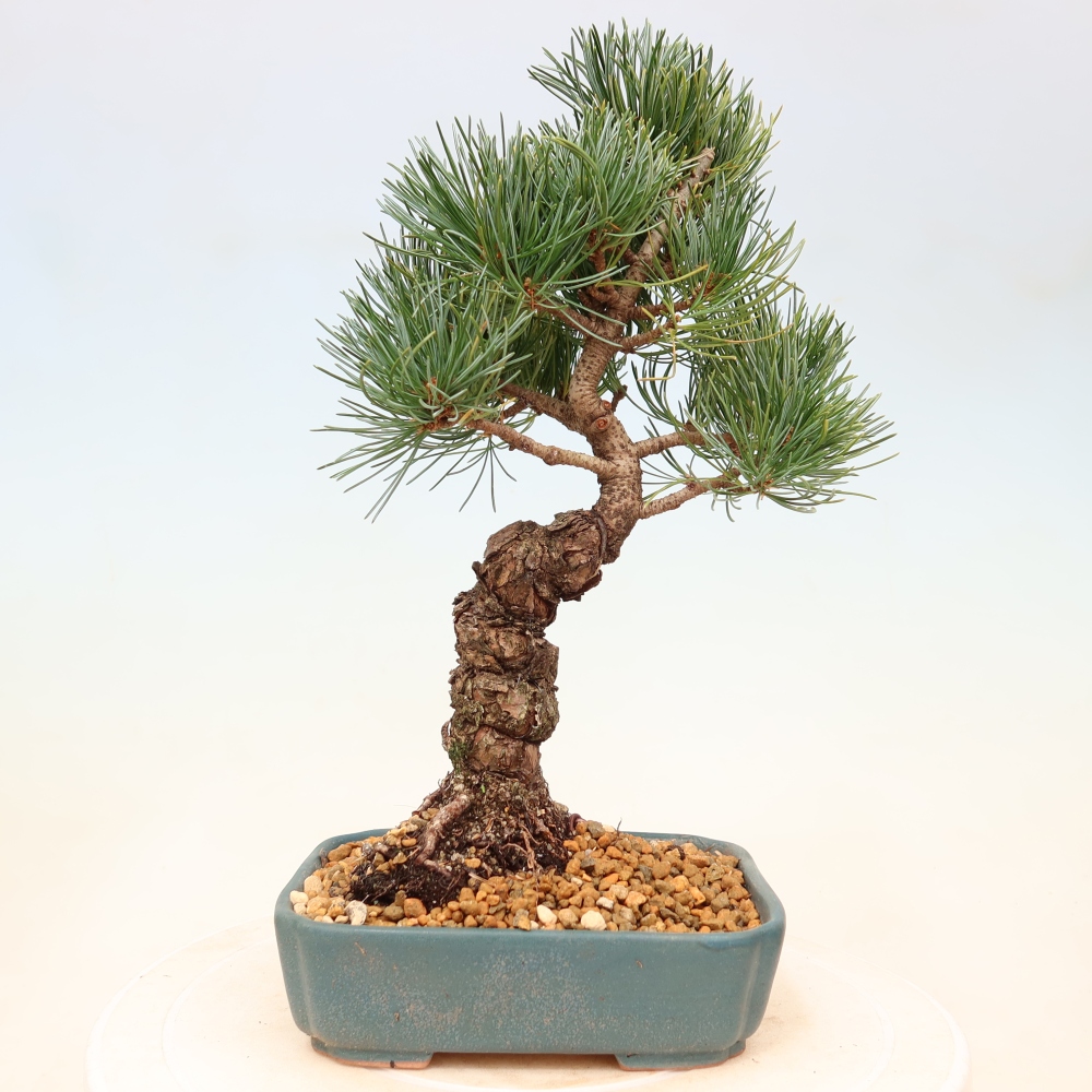 Bonsaï d'extérieur - Pinus parviflora - Pinus parviflora
