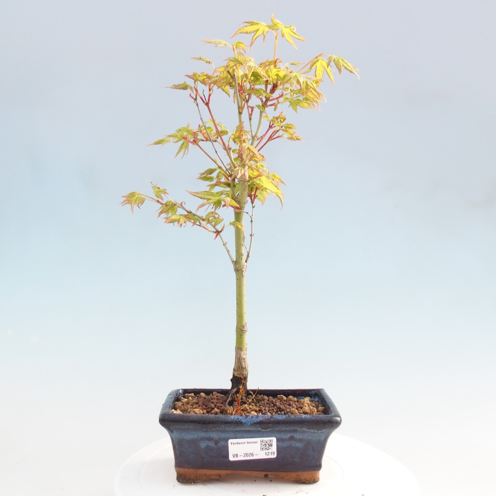 Acer palmatum Aureum - Érable doré