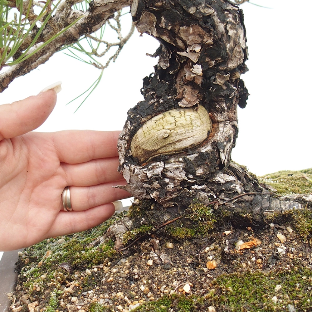 Bonsaï d'extérieur - Pinus thunbergii - Pin de Thunberg