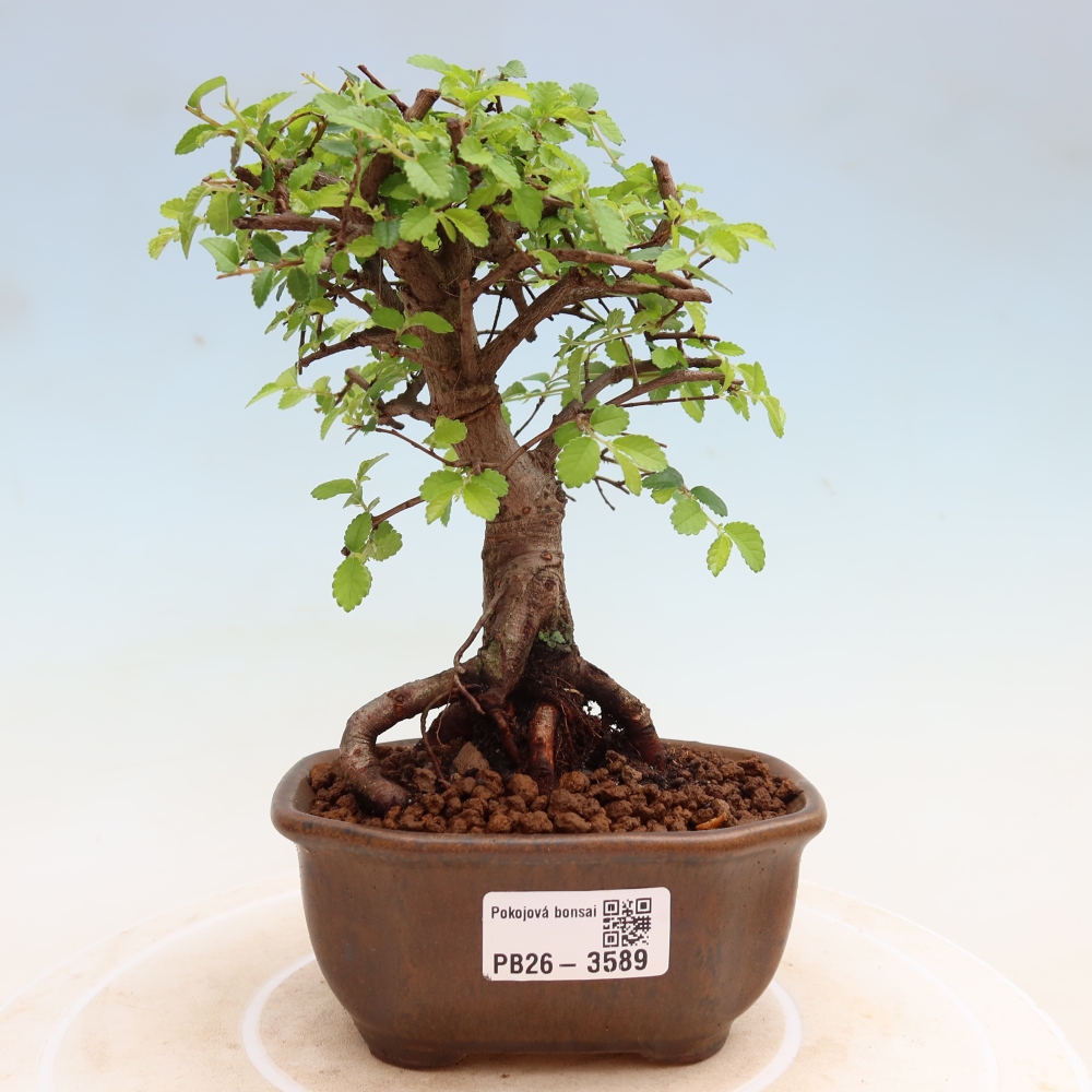 Bonsaï de chambre - Ulmus parvifolia - Orme à petites feuilles