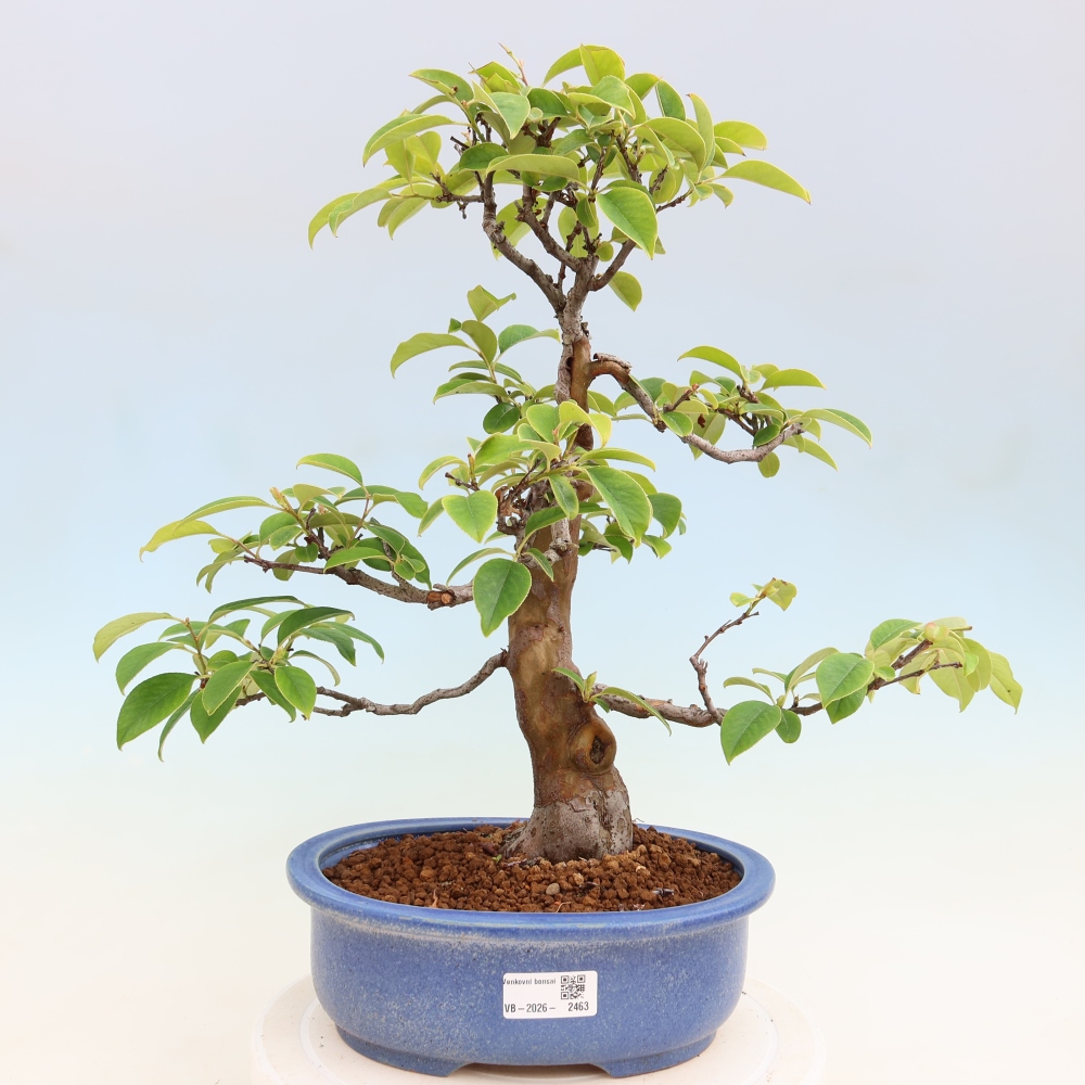 Bonsaï d'extérieur - Pseudocydonia sinensis - cognassier chinois