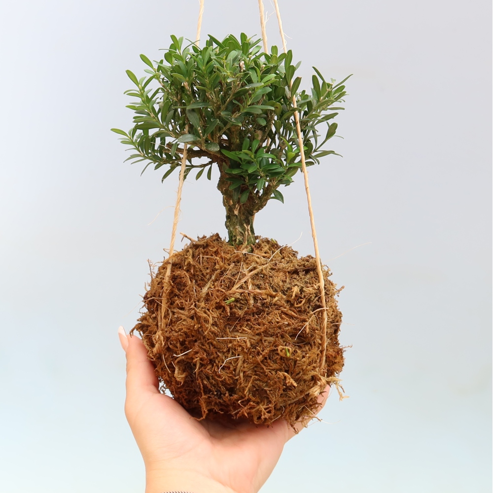 Kokedama en poterie - Buxus harlandii - buis liège