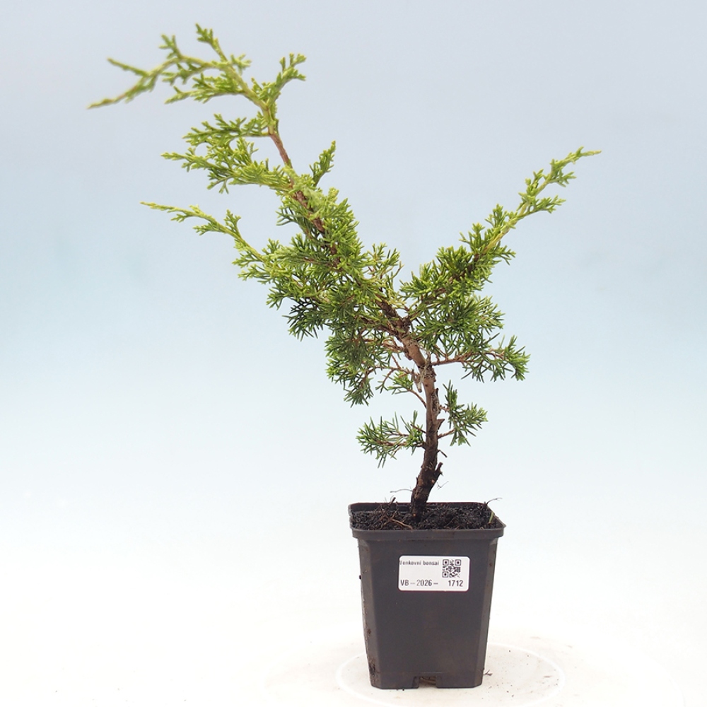Bonsaï d'extérieur - Juniperus chinensis Itoigawa
