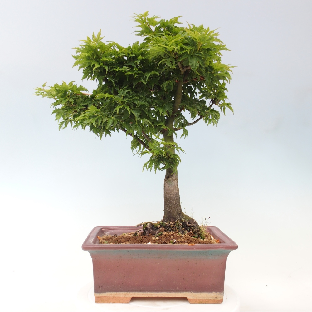 Bonsaï d'extérieur -Javor palm Acer palmatum Shishigashira