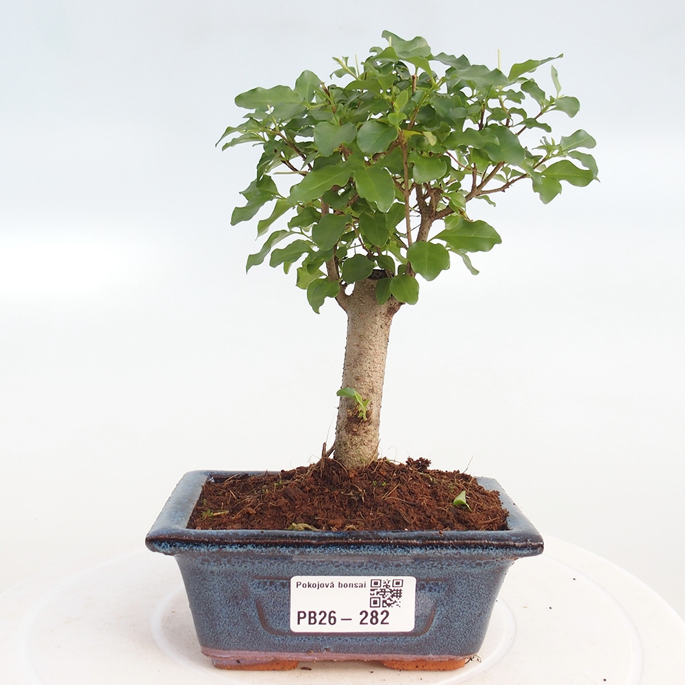 Bonsaï de chambre -Ligustrum chinensis - Bec d'oiseau