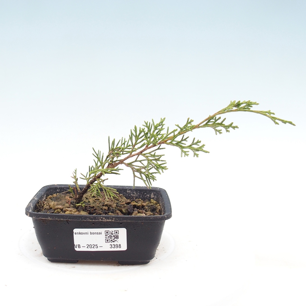 Bonsaï d'extérieur - Juniperus chinensis Itoigawa