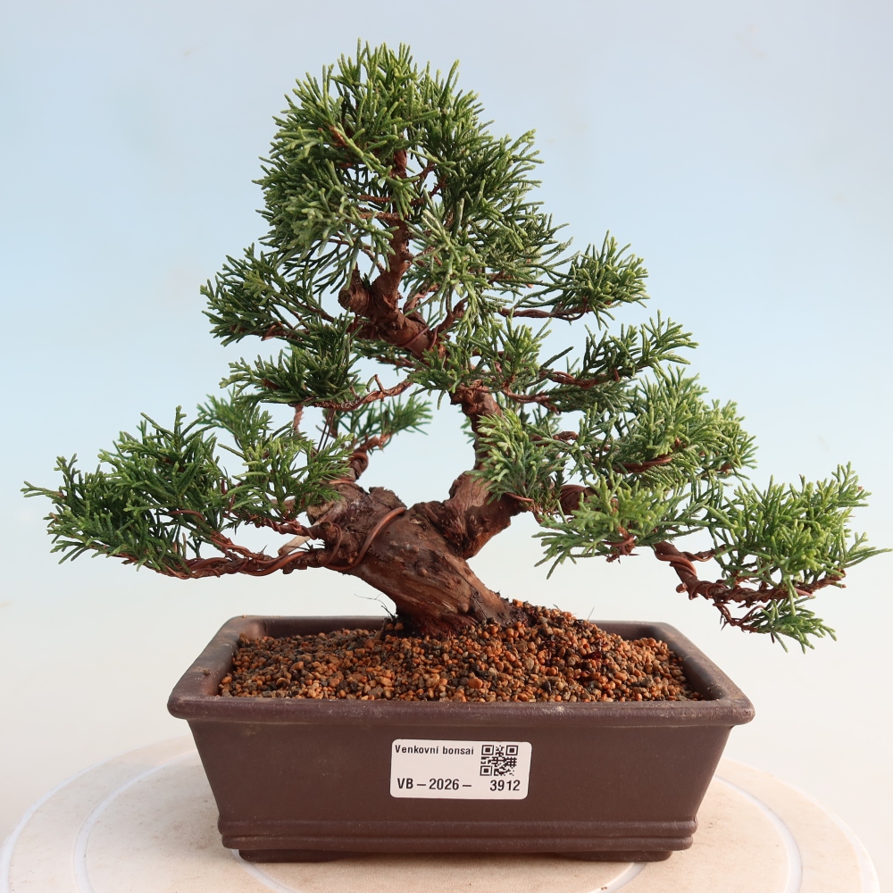 Bonsaï d'extérieur - Juniperus chinensis Itoigawa