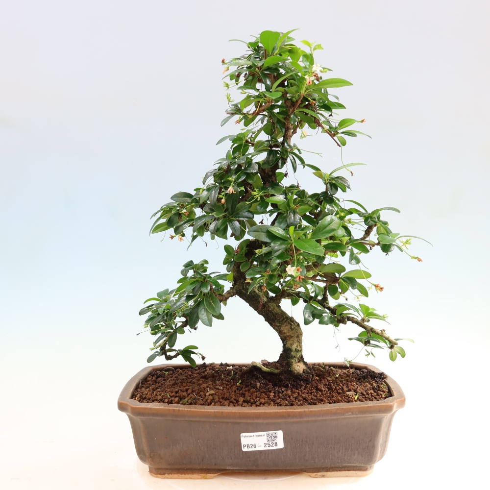 Bonsaï de chambre - Carmona macrophylla - Tea fuki