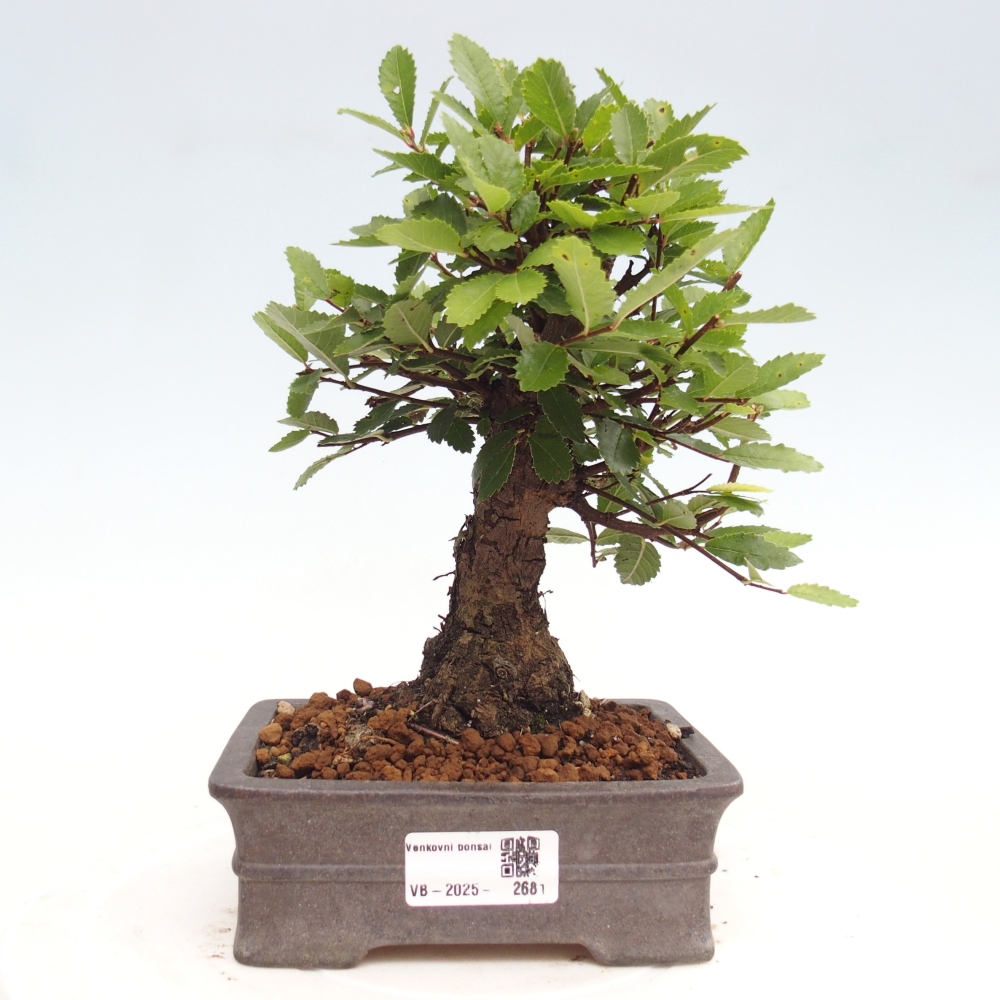 Bonsaï d'extérieur - Zelkova - Zelkova NIRE