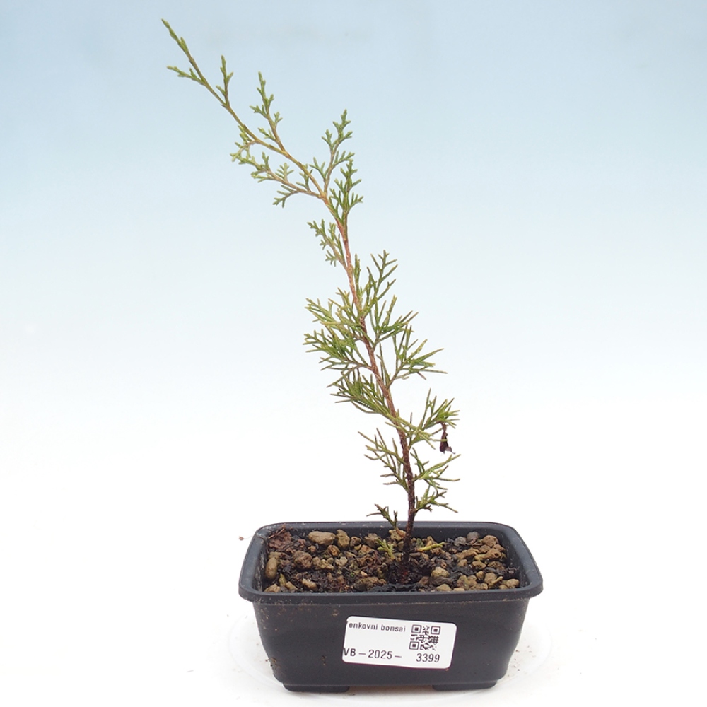 Bonsaï d'extérieur - Juniperus chinensis Itoigawa