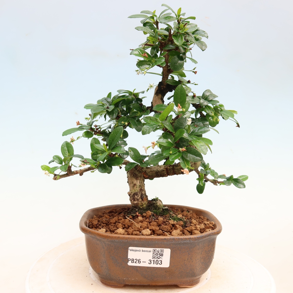 Bonsaï de chambre - Carmona macrophylla - Tea fuki