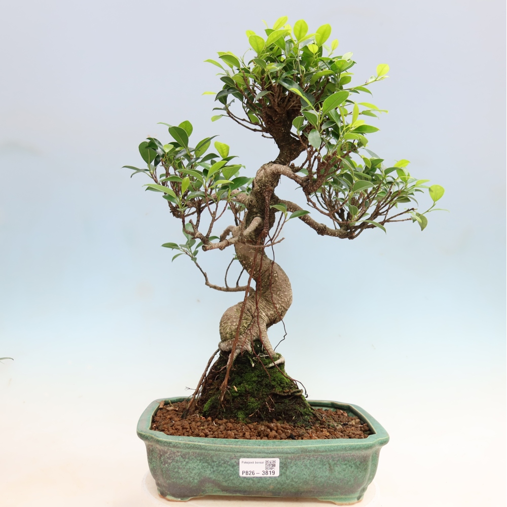 Salle bonsaï - Ficus kimmen - ficus à petites feuilles