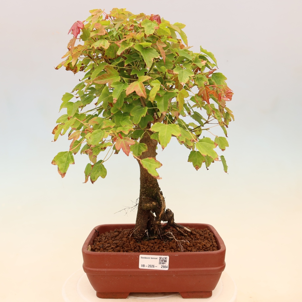 Bonsaï d'extérieur - Maple Burger - Acer Burgerianum
