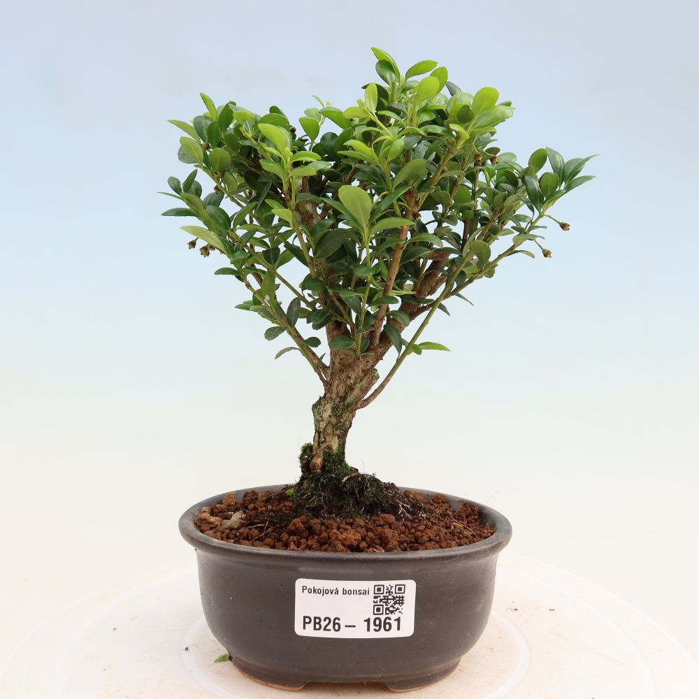 Bonsaï de chambre - Ilex crenata - Houx