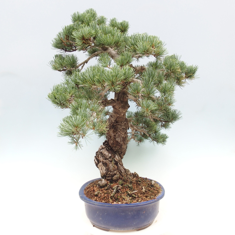 Bonsaï d'extérieur - Pinus parviflora - Pinus parviflora