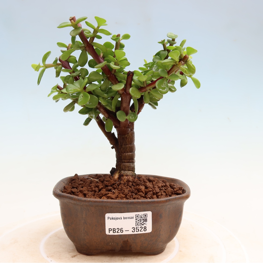 Bonsaï de chambre - Portulakaria Afra - Tlustice