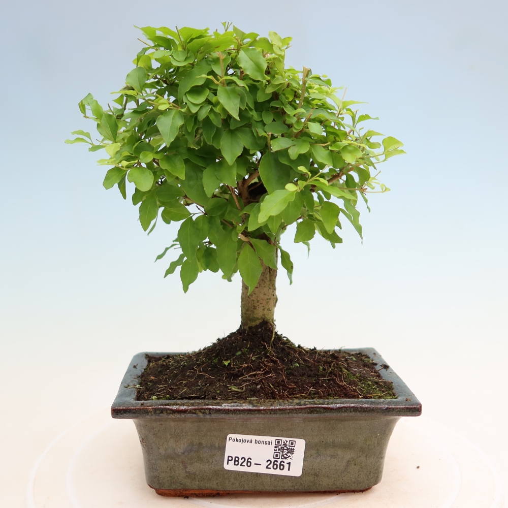 Bonsaï de chambre -Ligustrum chinensis - Bec d'oiseau