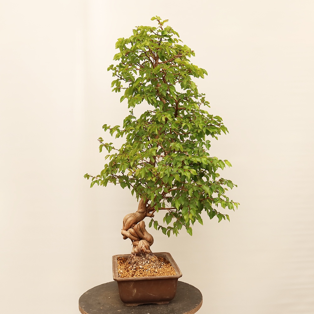 Bonsaï d'extérieur -Carpinus Coreana - Charme de Corée