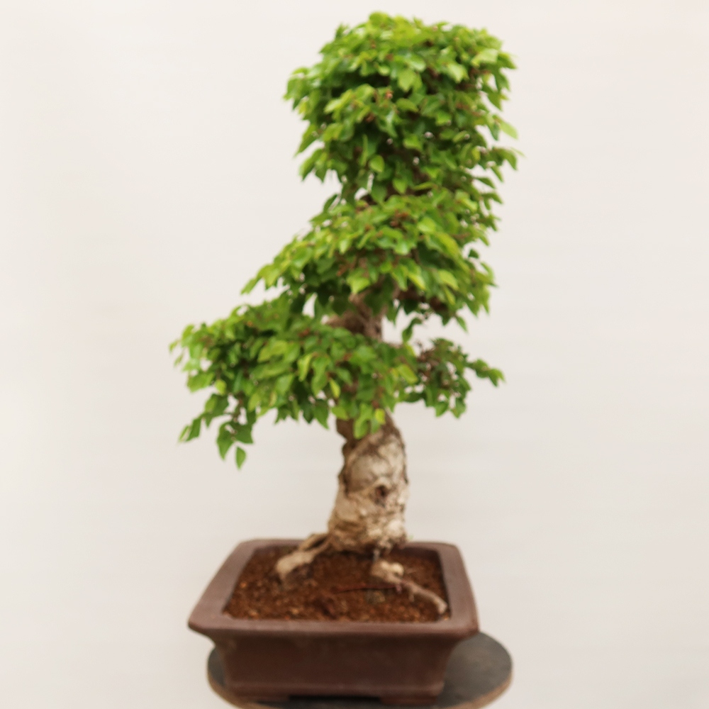 Bonsaï d'extérieur -Carpinus Coreana - Charme de Corée