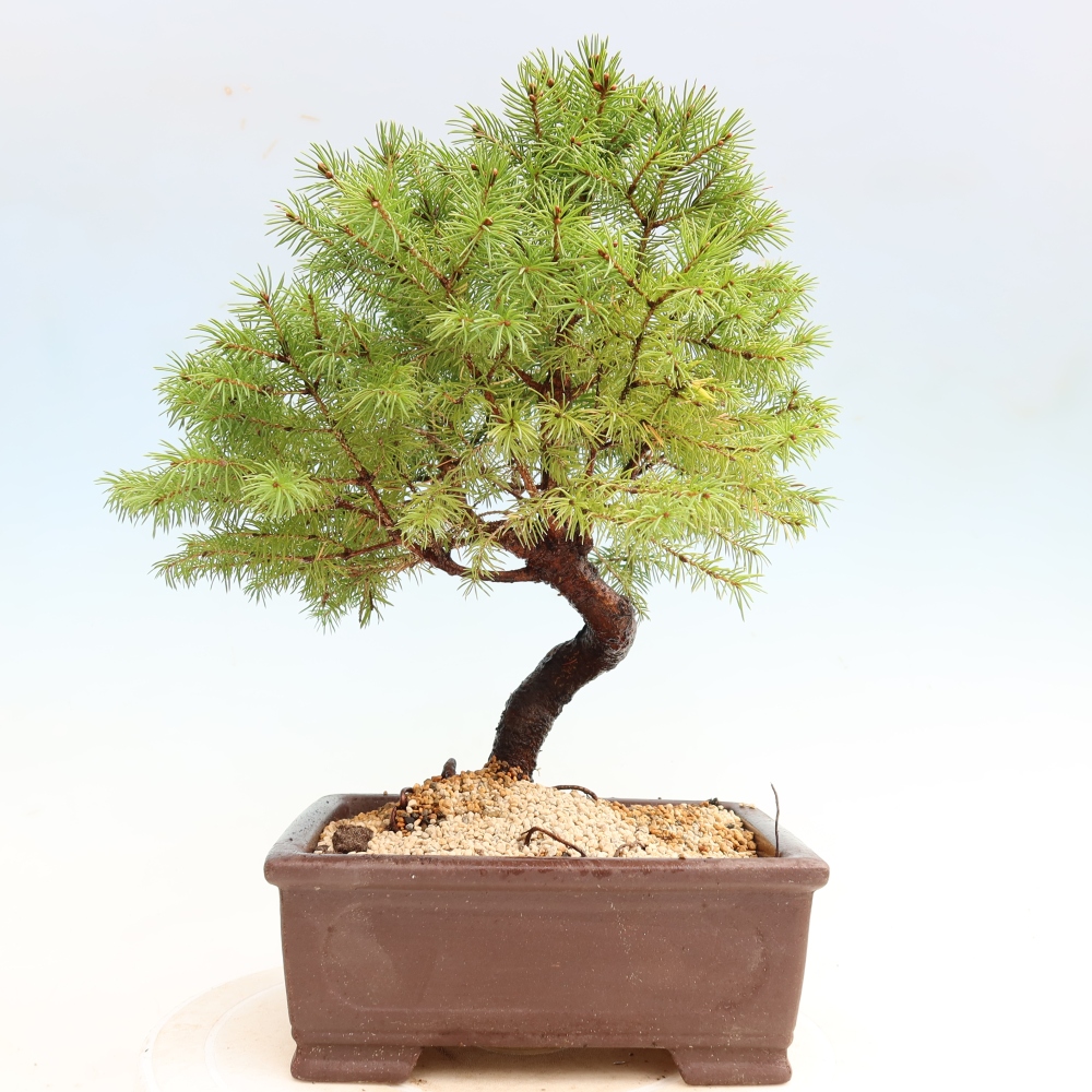 Bonsaï d'extérieur - Épicéa glauque - Picea glauca globe