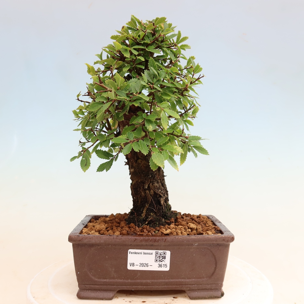 Bonsaï d'extérieur - Zelkova - Zelkova NIRE