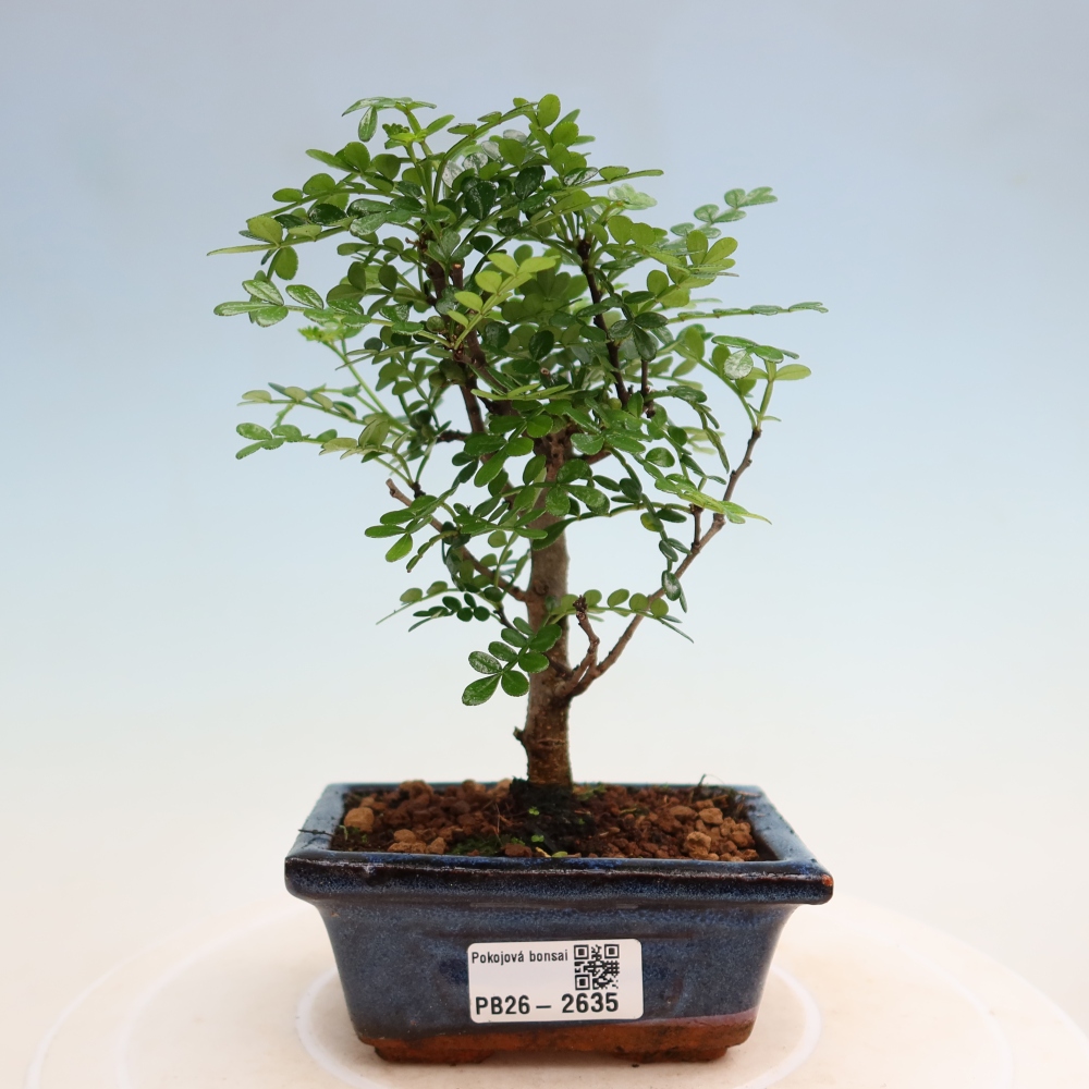 Salle bonsaï - Zantoxylum piperitum - arbre à poivre