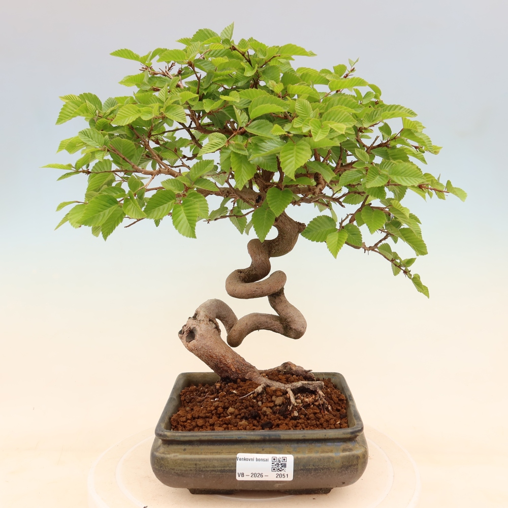Bonsaï d'extérieur -Carpinus Coreana - Charme de Corée