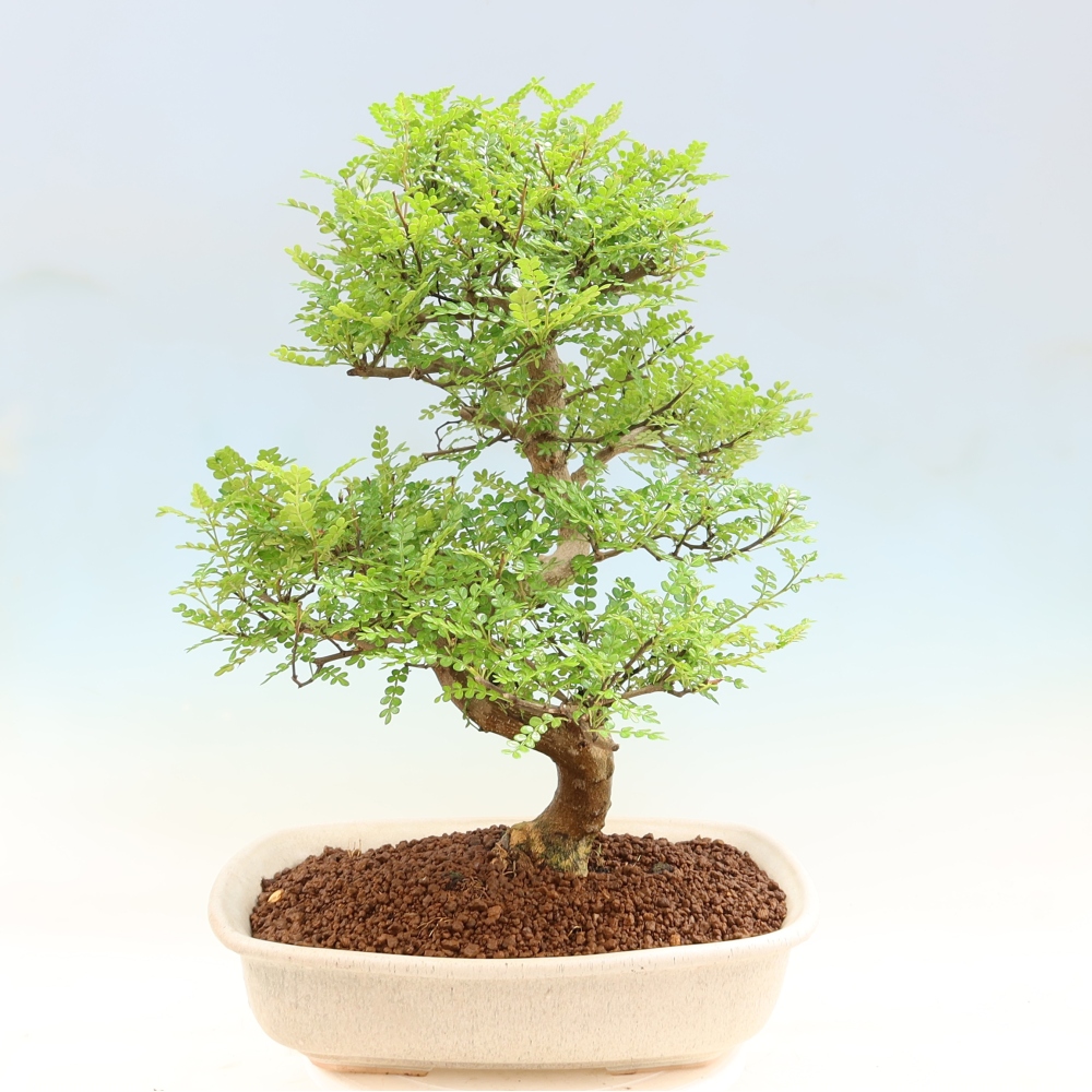 Salle bonsaï - Zantoxylum piperitum - arbre à poivre