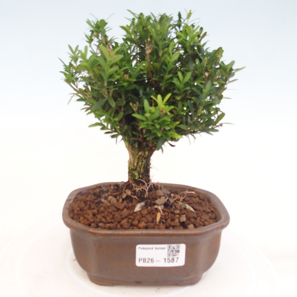 Bonsaï de chambre - Buxus harlandii - buxus liège