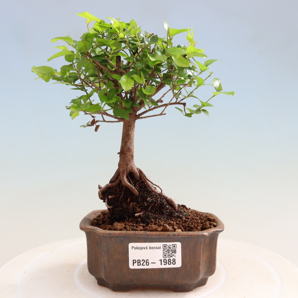 Bonsaï de chambre - Sageretia thea - Sageretia thea
