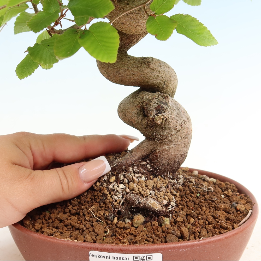Bonsaï d'extérieur -Carpinus Coreana - Charme de Corée