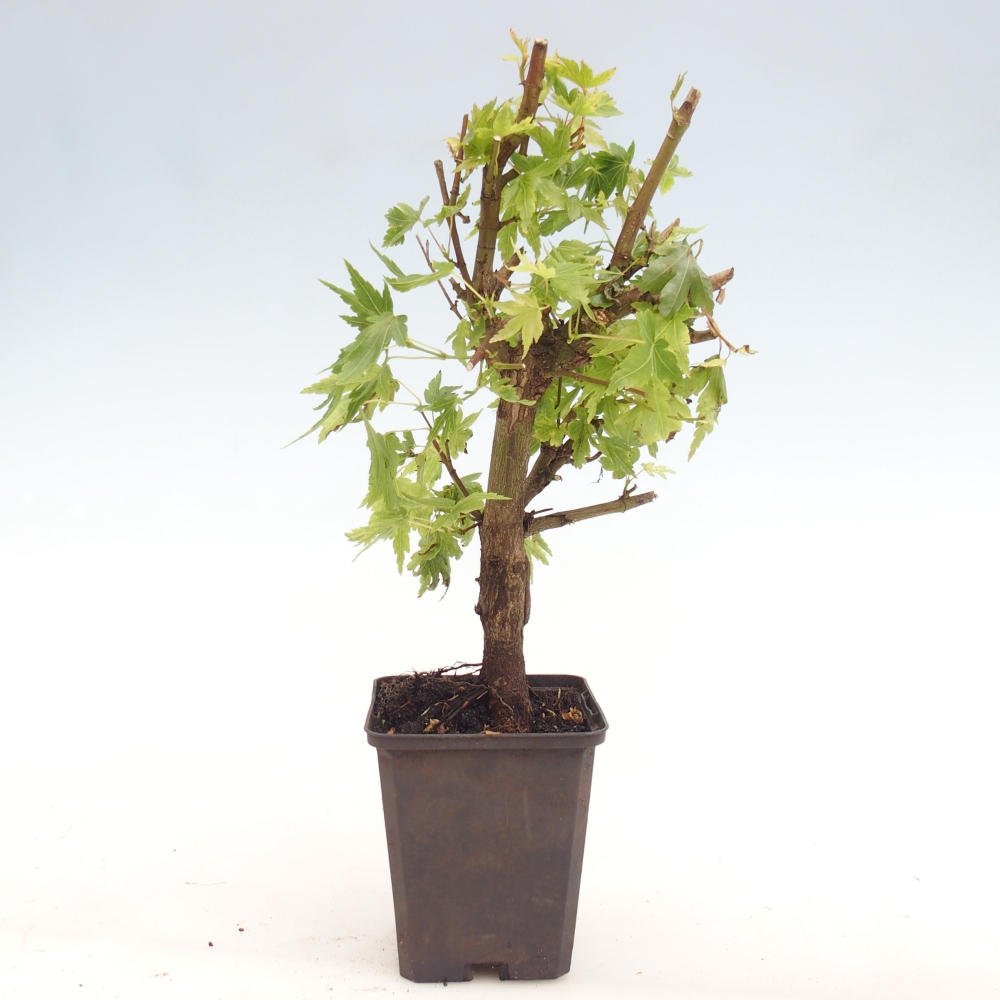 Bonsaï d'extérieur - Acer palmatum Dr Tilt en conteneur