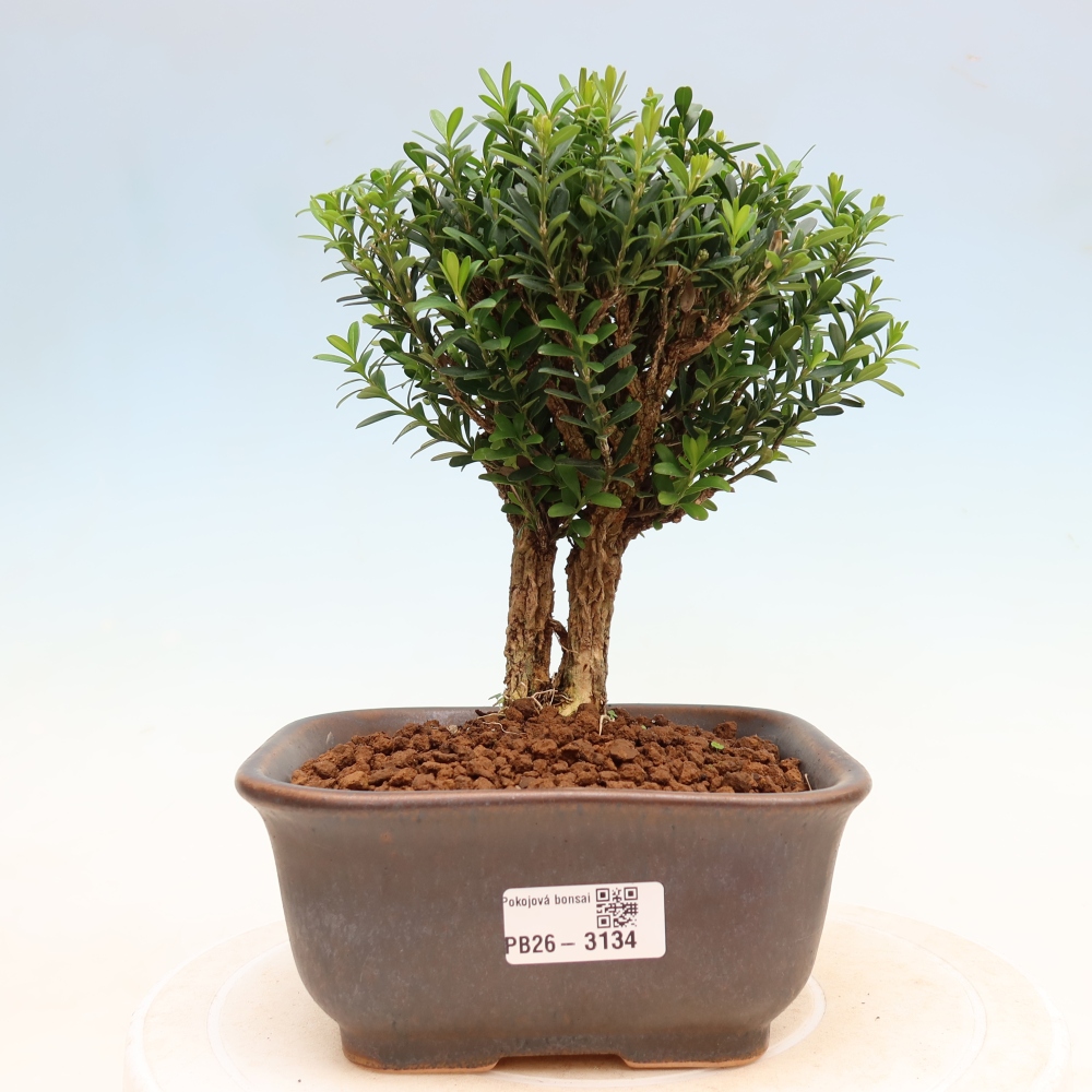 Bonsaï de chambre - Buxus harlandii - buxus liège