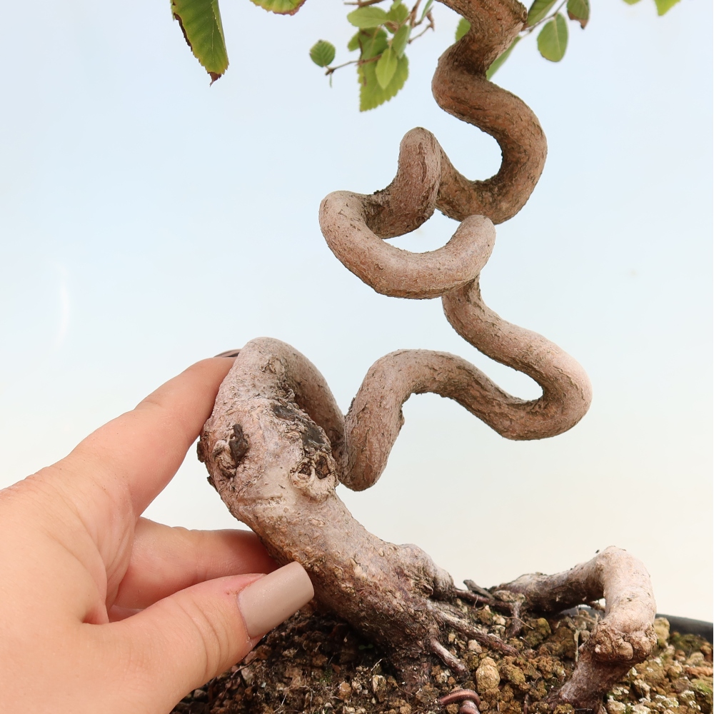 Bonsaï d'extérieur -Carpinus CARPINOIDES - Charme de Corée