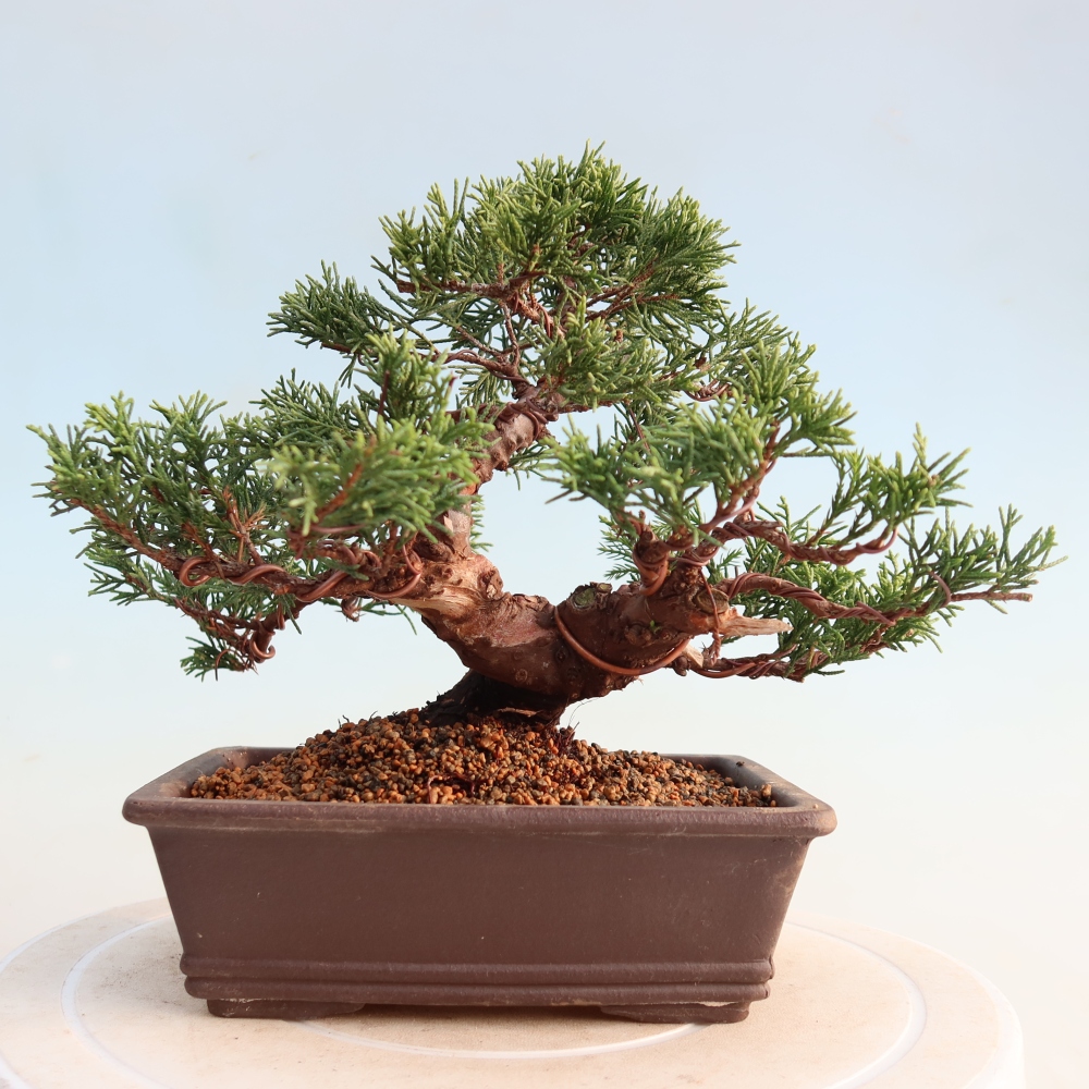 Bonsaï d'extérieur - Juniperus chinensis Itoigawa