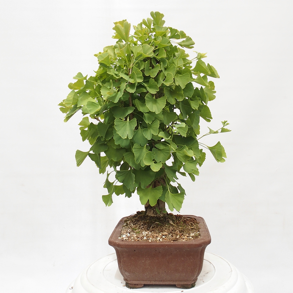 Bonsaïs d'extérieur - Ginkgo biloba - Ginkgo biloba