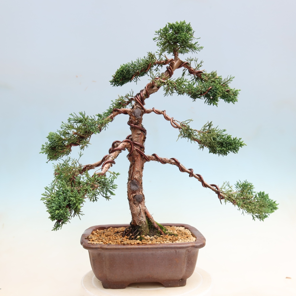 Bonsaï d'extérieur - Juniperus chinensis Kishu