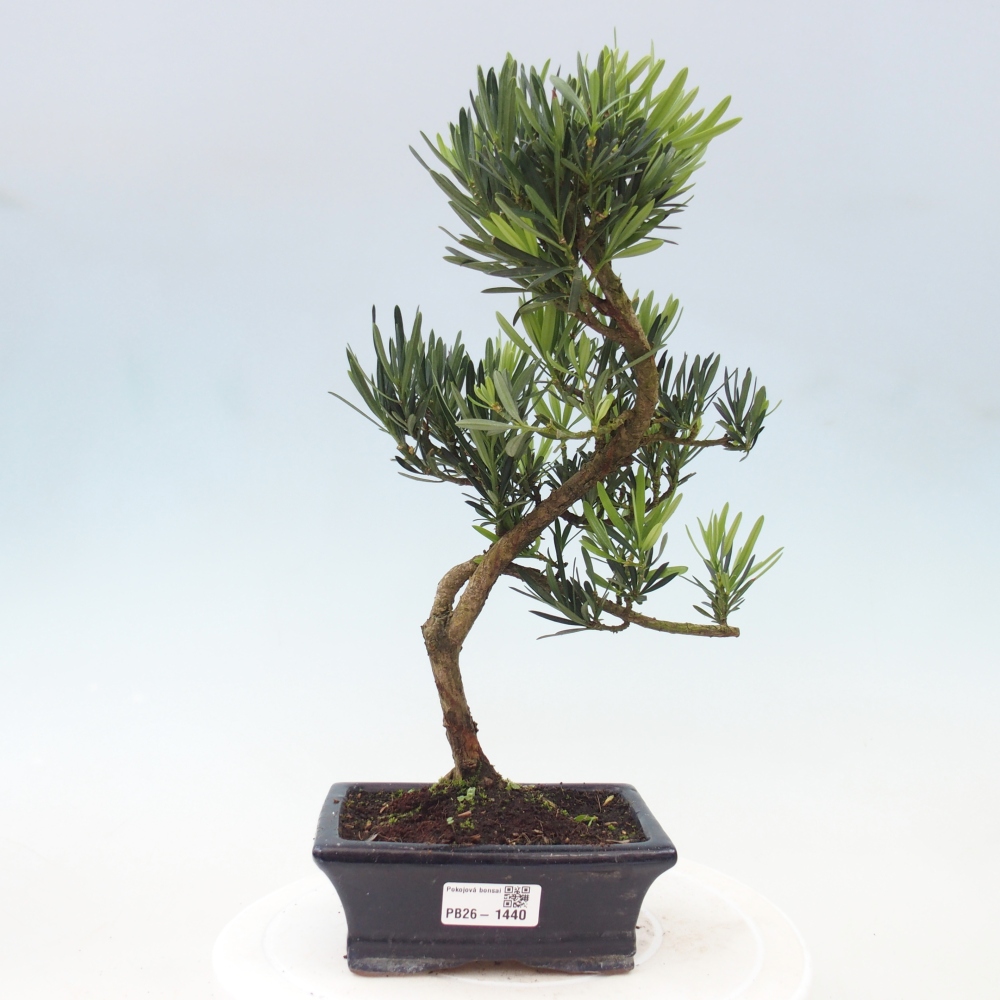 Salle bonsaï - Podocarpus - If en pierre