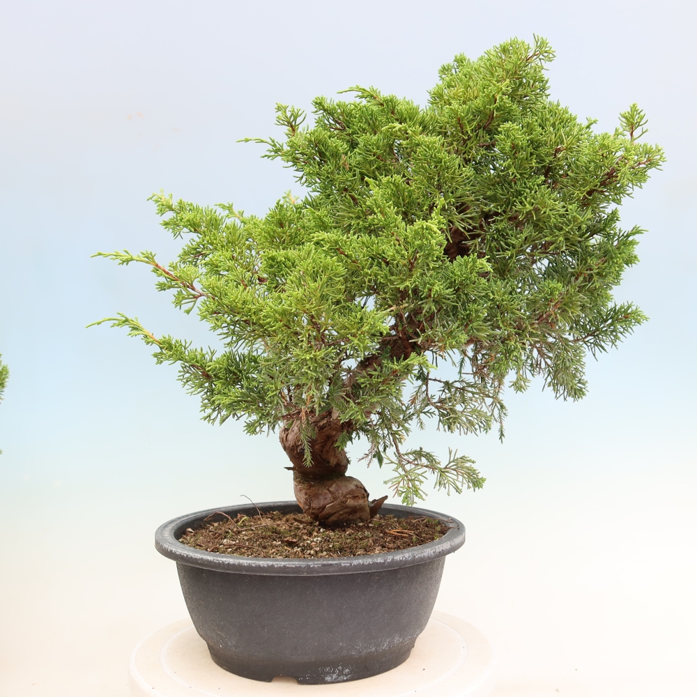 Bonsaï d'extérieur - Juniperus chinensis Itoigawa-Juniperus chinensis