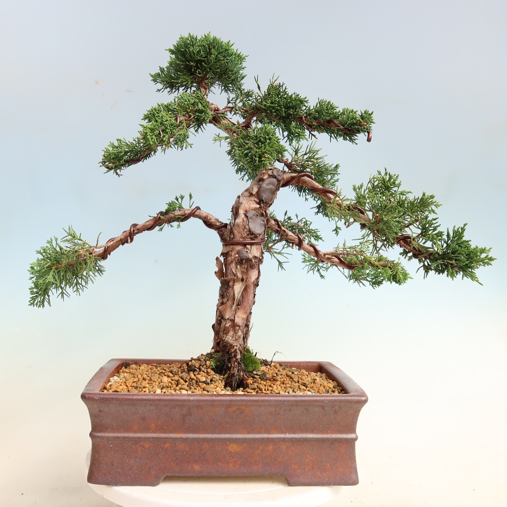Bonsaï d'extérieur - Juniperus chinensis Kishu
