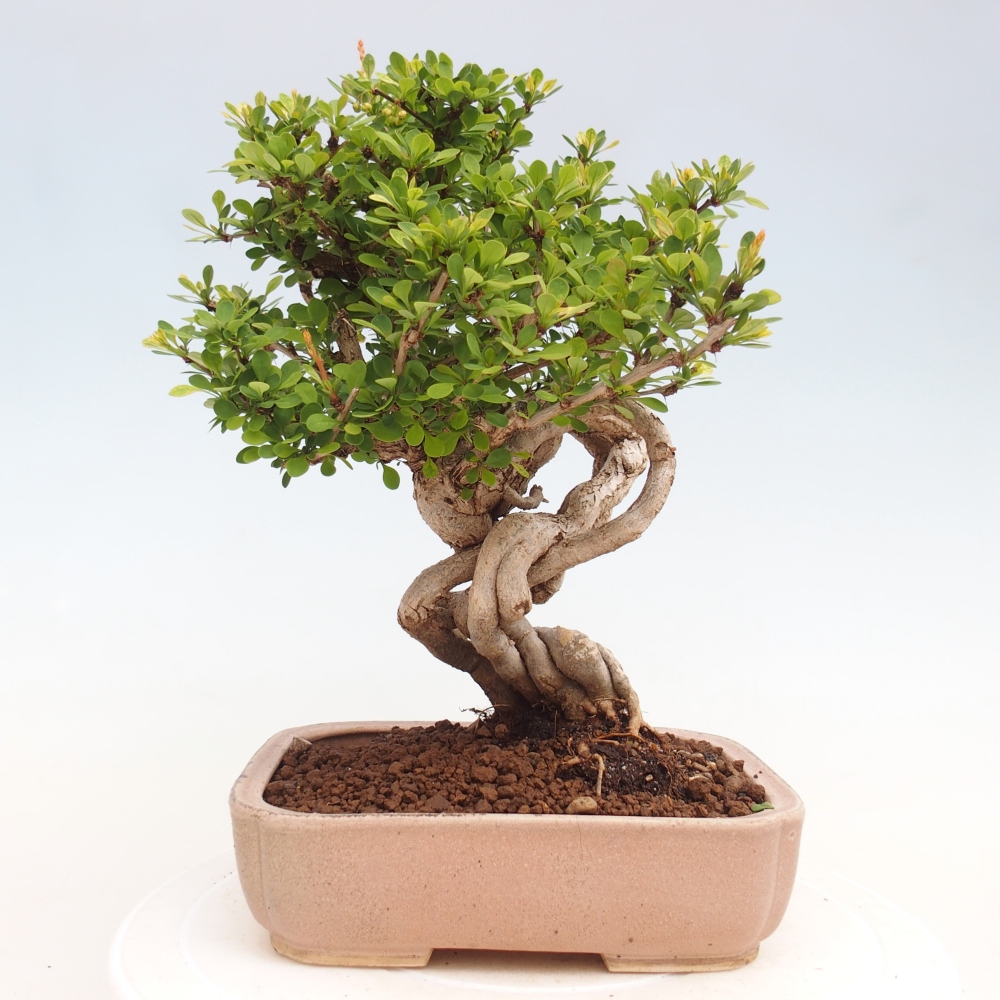 Bonsaï d'extérieur - Berberis coreana