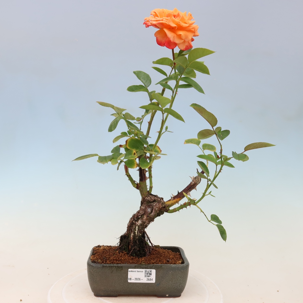 Bonsaï d'extérieur - Rosa Kordes - rose